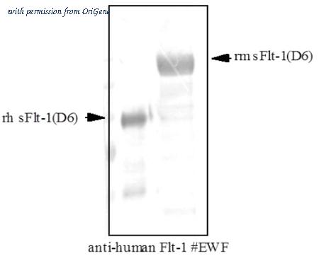 OriGene DM3506 image 1