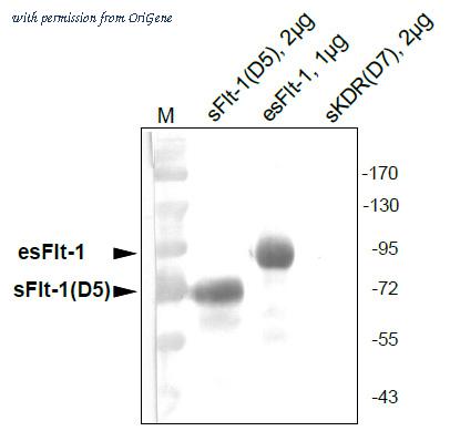 OriGene DM3507 image 1