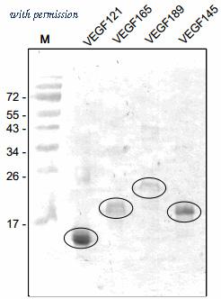 OriGene DM3519P image 1