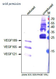 OriGene DM3520P image 1