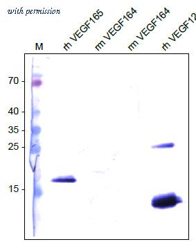 OriGene DM3521P image 1