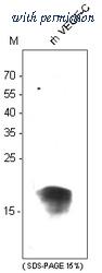 OriGene DM3528 image 1