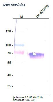 OriGene DM3612P image 1