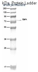 OriGene DM380-05 image 1