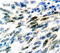 OriGene DM395 image 1