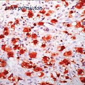 OriGene DM416 image 1