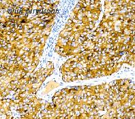 OriGene DM428 image 1