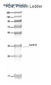 OriGene DRM003 image 1