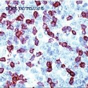OriGene DRM005 image 1
