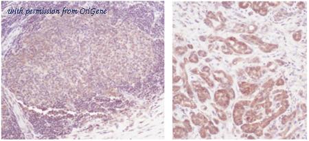 OriGene PM1000A image 1