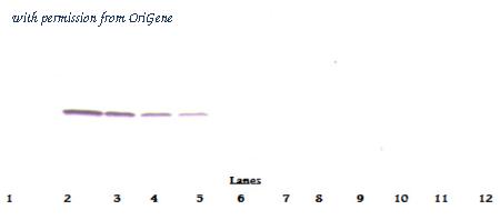OriGene PM1121 image 1