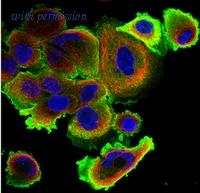 OriGene PM1212P image 1