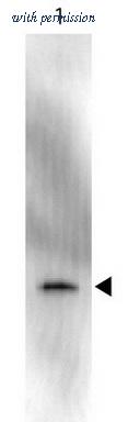 OriGene R1461HRP image 1