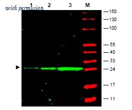 OriGene R1461P image 1
