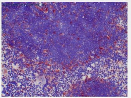 OriGene SM065B image 1