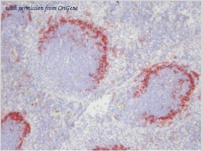 OriGene SM066B image 1