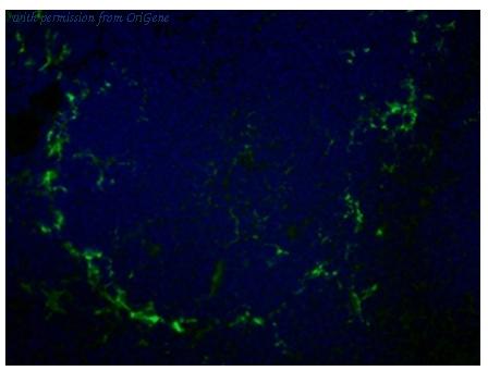 OriGene SM066F image 1