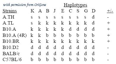 OriGene SM083 image 1