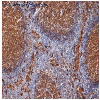OriGene SM1065P image 1