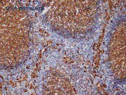 OriGene SM1065PT image 1