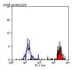 OriGene SM1066RT image 1