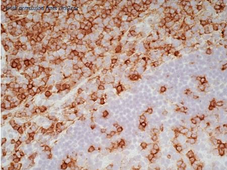 OriGene SM1074P image 1