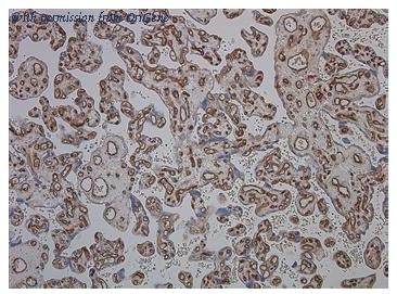 OriGene SM1095PT image 1