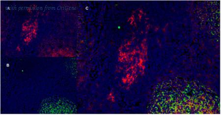 OriGene SM1102PT image 1