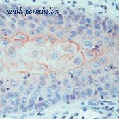 OriGene SM1111P image 1