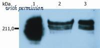 OriGene SM1115P image 1