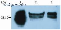 OriGene SM1115PP image 1