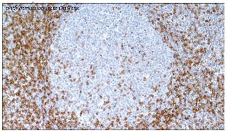 OriGene SM1117S image 1