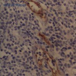 OriGene SM1150P image 1