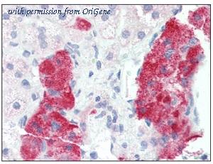 OriGene SM1173P image 1