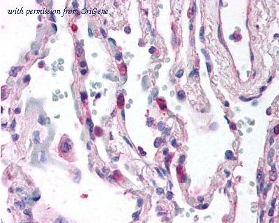 OriGene SM1182AS image 1