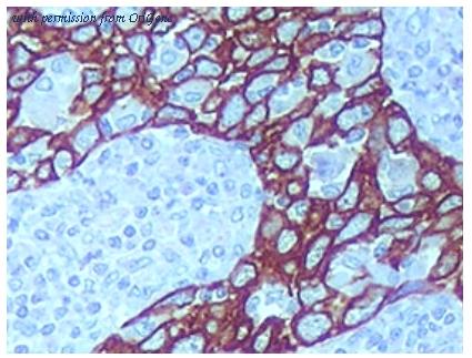 OriGene SM1359PT image 1