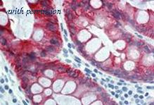 OriGene SM1360B image 1