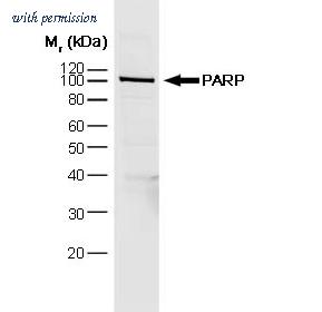 OriGene SM1399P image 1