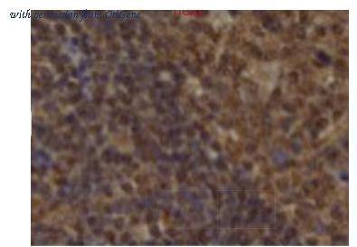 OriGene SM1416P image 1