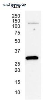 OriGene SM1421P image 1
