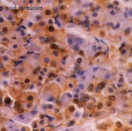 OriGene SM1422P image 1