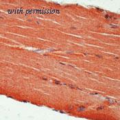 OriGene SM1444P image 1