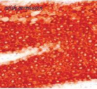 OriGene SM1471 image 1