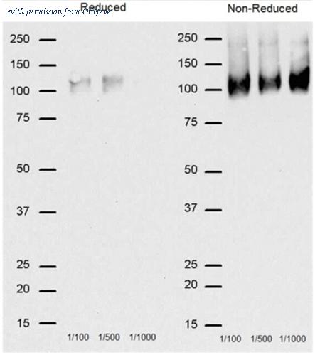 OriGene SM1550P image 1