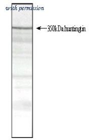 OriGene SM1661 image 1