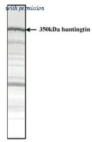 OriGene SM1662 image 1