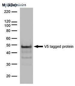 OriGene SM1691 image 1