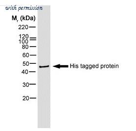 OriGene SM1693B image 1