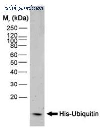 OriGene SM1693HRP image 1