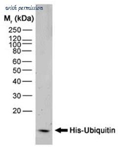 OriGene SM1693P image 1